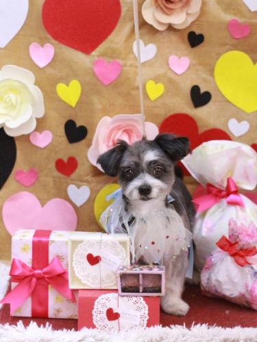 20230215ちょこくん